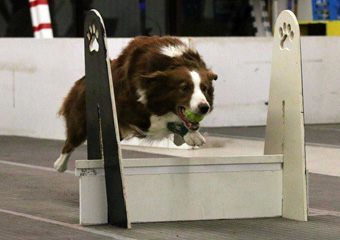 Flyball